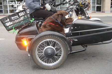 Dog out in Motor bike 