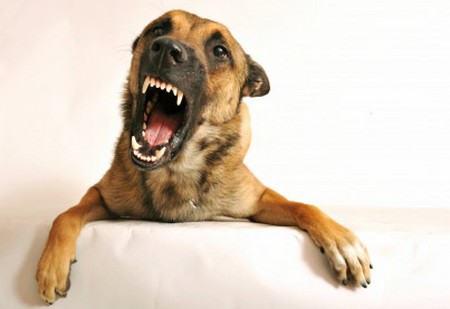 Dog's Phobias