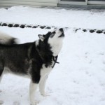 How to Correct your Dog's Superstitious Behaviors 