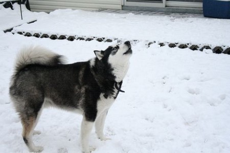 Dogs Superstitious Behaviors