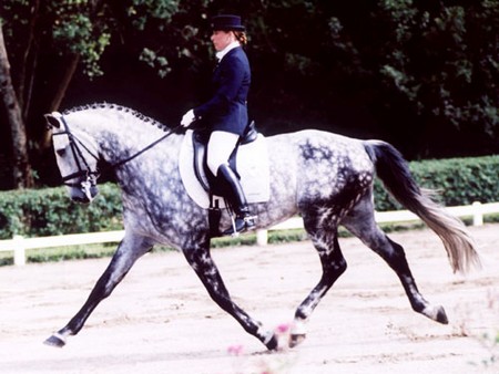 Dressage  