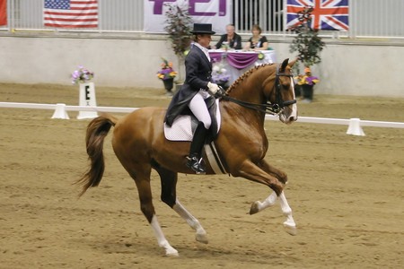 Dressage