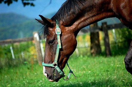 Feed Horse