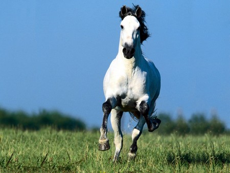 Gallop  Horse