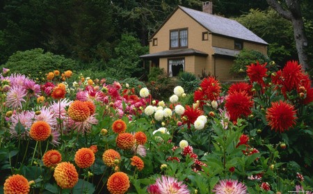 Garden Plants  