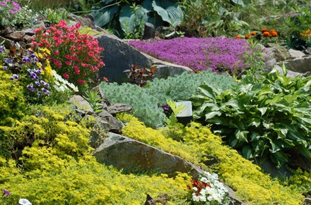 Garden Plants