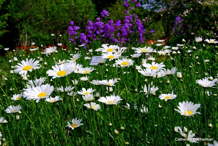 Garden  planted feed