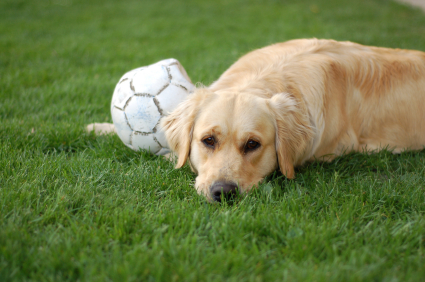 Gastritis in Dog