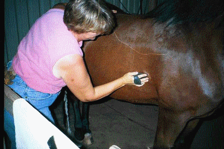 Groom Your Horse 