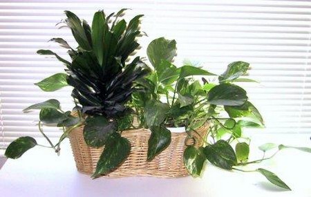 Grow Houseplants 