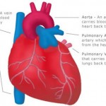 How to Deal with Heart and Blood Vessel Problems