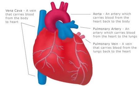 Heart and Blood Vessel
