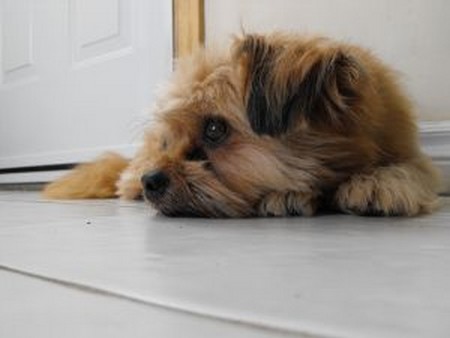 Home Remedies for Dogs