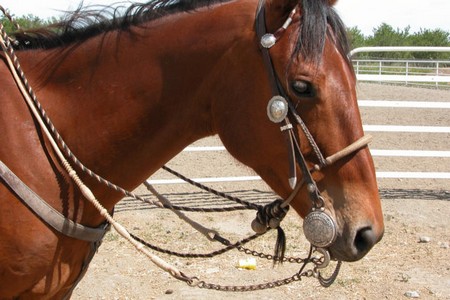 Horse Bit