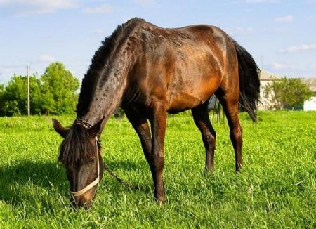Horse  Grass