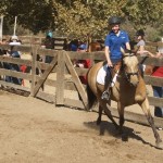 How to Enter Horse Shows and Gymkhanas 