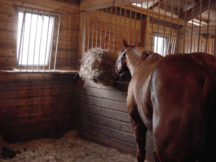 Horse Stable