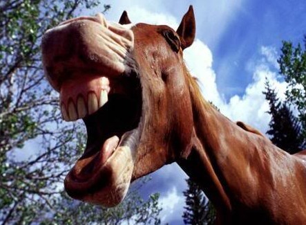 Horse Teething