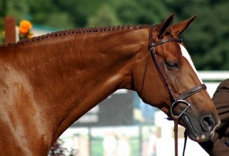 Horses Mane