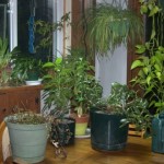 How to Create an Indoor Garden