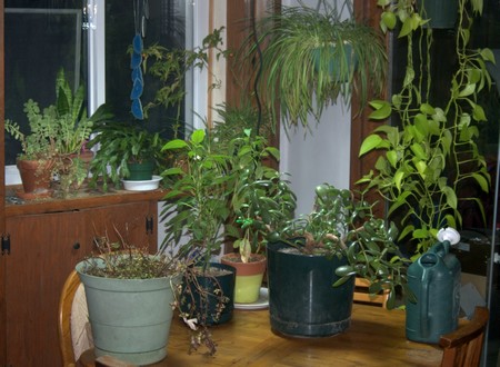 Indoor Garden