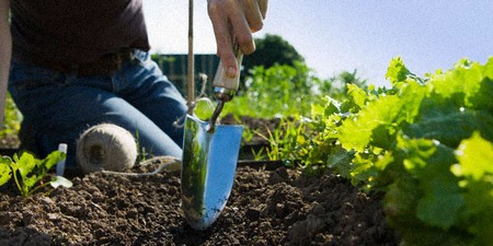 Manure Soils Garden 