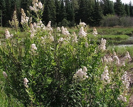 Meadowsweet 