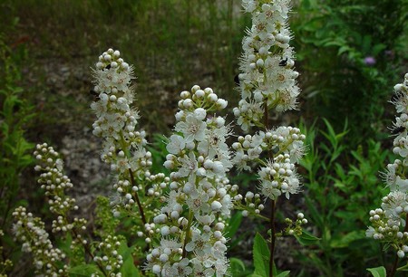 Meadowsweet