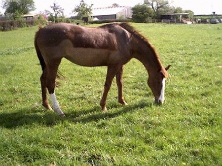 Pasture Management Horse