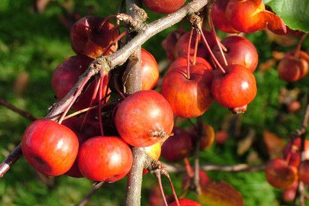 Plant Fruits Garden