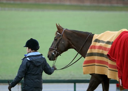 Prevent Ailments  Horse