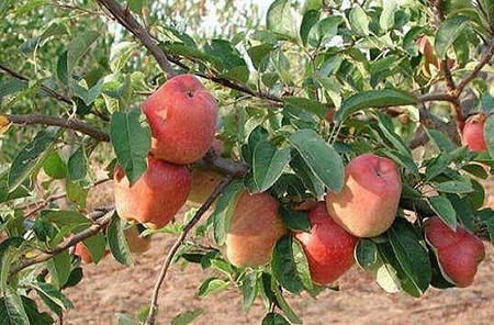 Prune Fruit Trees 