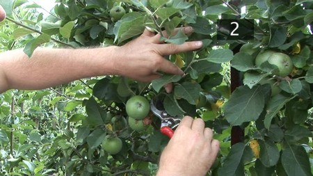 Prune Fruit Trees
