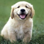 How to Buy a Puppy 