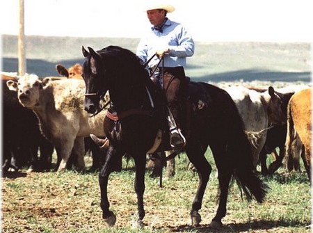 Ride Western-Style 