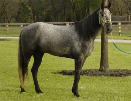 Right Horse