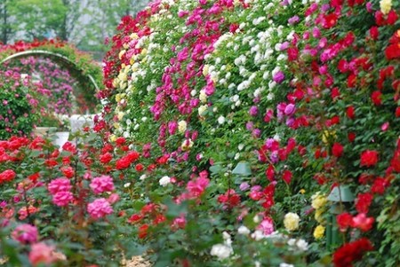 Rose Garden