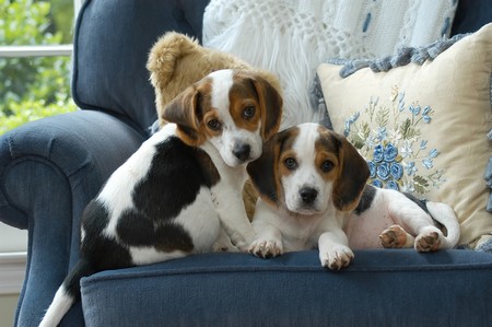 Set Limits  Puppies  