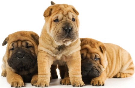 Set Limits  Puppies