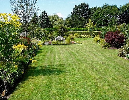 Shrubs Beds plant