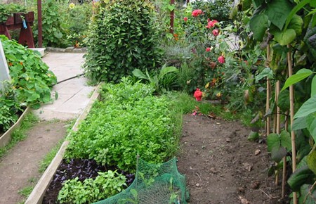 Site Plants  Garden 