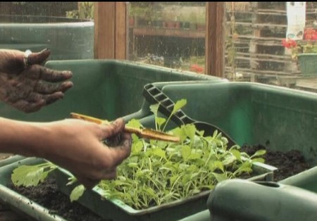 Sow Seeds Outdoors  