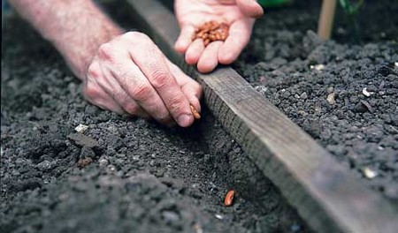 Sow Seeds Outdoors