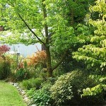 How to Apply Routine Pruning of Ornamental Trees and Shrubs in Your Garden 