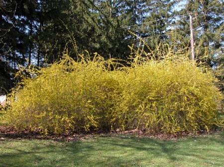 Trees and Shrubs garden 