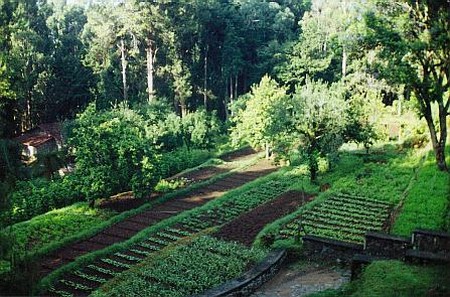 Vegetables Garden