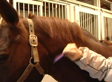 Worms in Horse Body