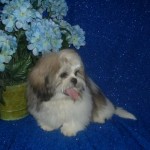 How to Undergo Three Home Therapy for Your Puppy 