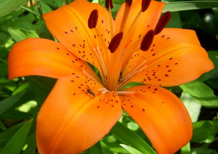 white tiger lilies. Pictures, white madonna lily