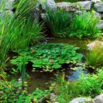 How to Water Your Garden in the Right Way 